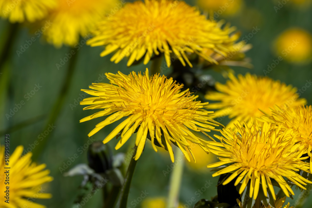 spring flowers dandelions on the field during blooming spring flowers dandelions on the field during blooming