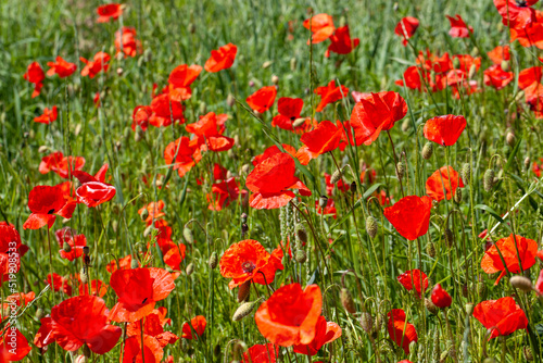 red poppies growing in an agricultural field with cereals © rsooll