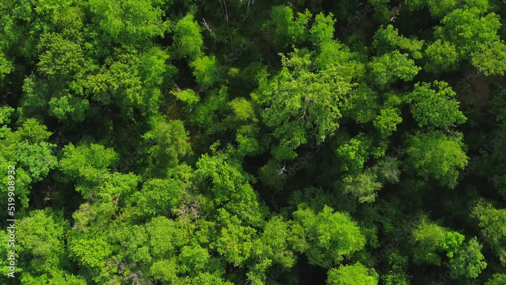Aerial video of beautiful foliate forest and green trees captured by a drone camera Aerial video of beautiful foliate forest and green trees captured by a drone camera