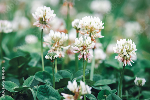 White clover flowering, Trifolium repens flowers closeup