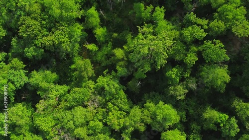 Aerial video of beautiful foliate forest and green trees captured by a drone camera
