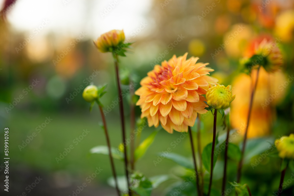 Colourful dahlia flowers in a backyard garden in autumn. Fall season. Colourful dahlia flowers in a backyard garden in autumn. Fall season.