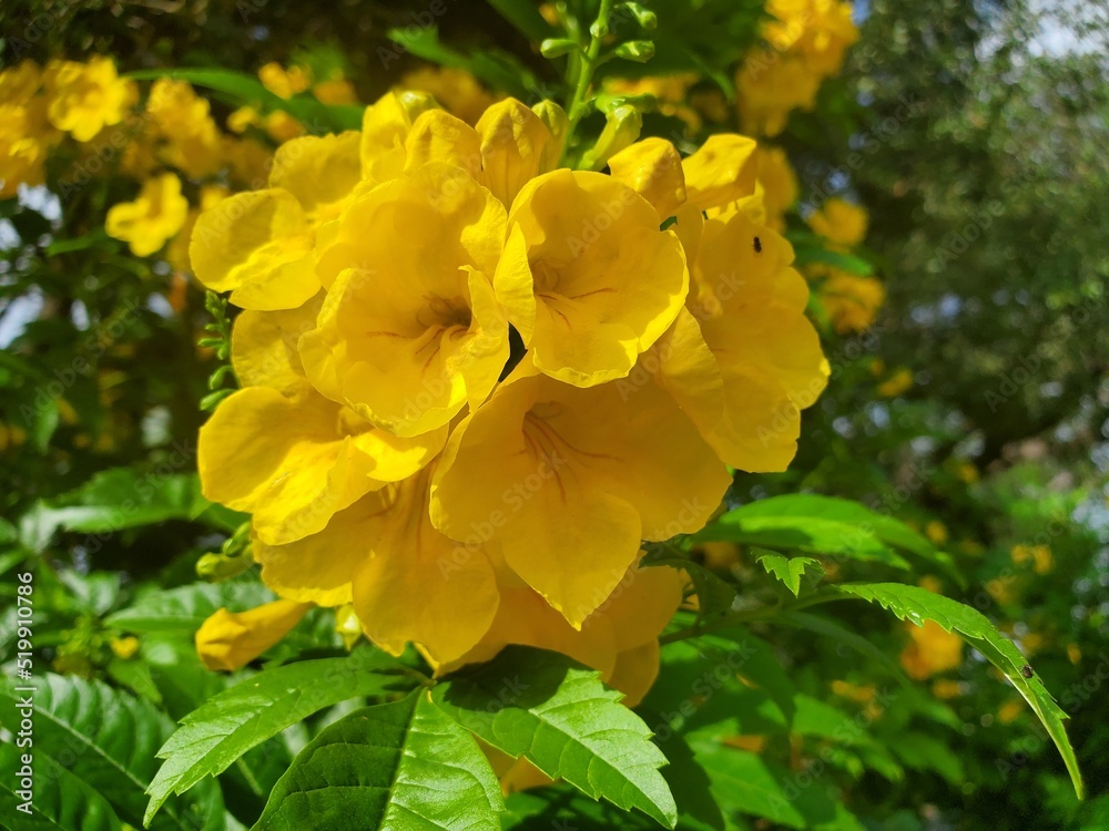 yellow flowers yellow flowers