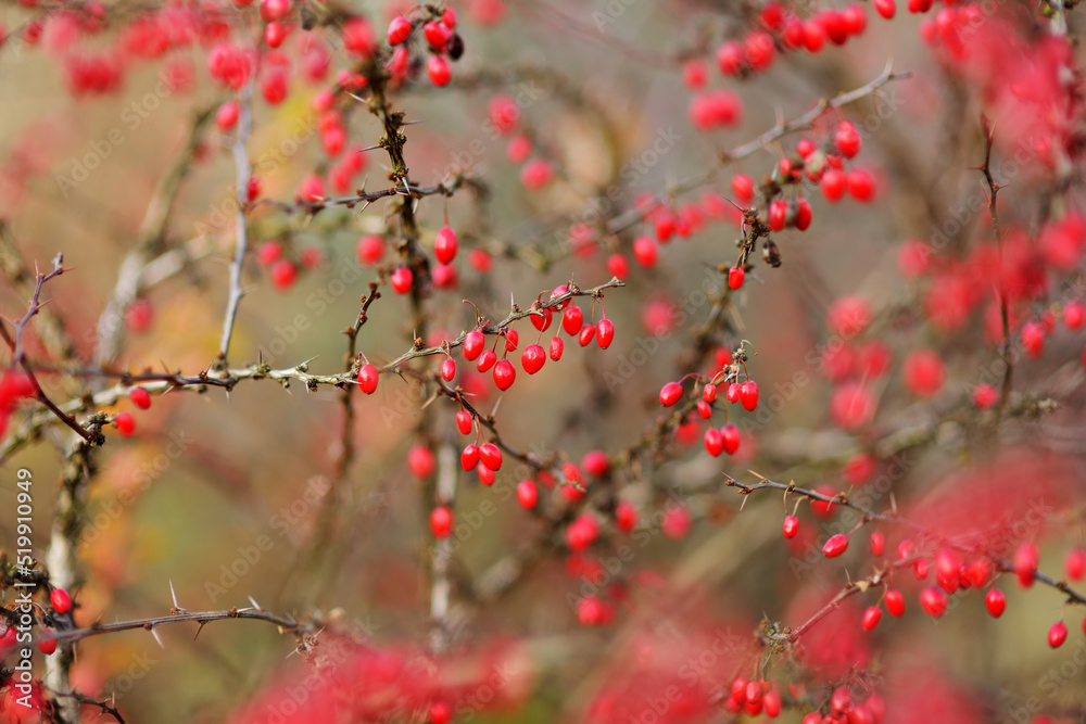 Bright red barberries on a branch on fall day. Berberis darwinii plant. Bright red barberries on a branch on fall day. Berberis darwinii plant.