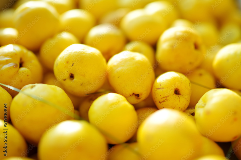Bright yellow fruits of quince. Harvesting fresh organics fruits. Bright yellow fruits of quince. Harvesting fresh organics fruits.