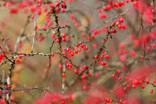 Bright red barberries on a branch on fall day. Berberis darwinii plant.