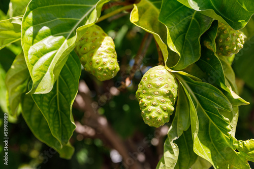 Noni tree, Morinda citrifolia. A medicinal fruit with unique properties.