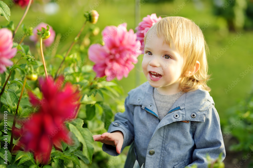 Cute toddler boy playing in blossoming dahlia field. Child picking fresh flowers in dahlia meadow on sunny autumn day.