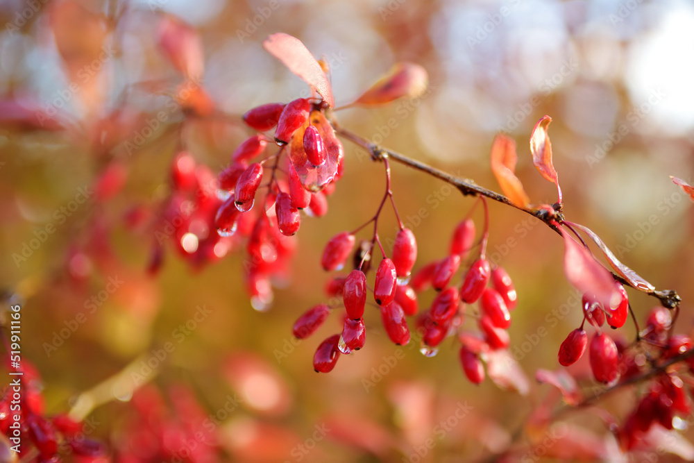 Bright red barberries on a branch on fall day. Berberis darwinii plant. Bright red barberries on a branch on fall day. Berberis darwinii plant.