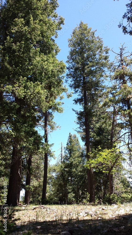 Fototapeta premium trees in the woods