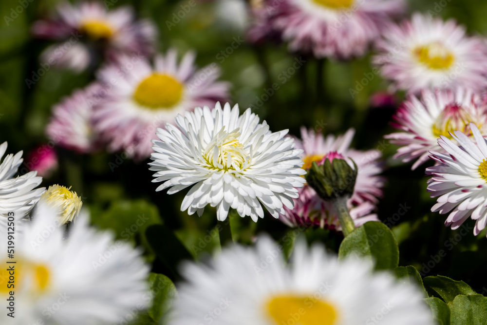 white and red daisies on the field white and red daisies on the field