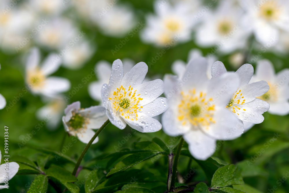 spring white flowers sprouting in the forest spring white flowers sprouting in the forest