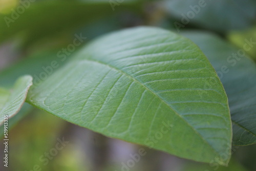 Guava leaves are known to contain tannins which can be used as antibacterial and antifungal agents