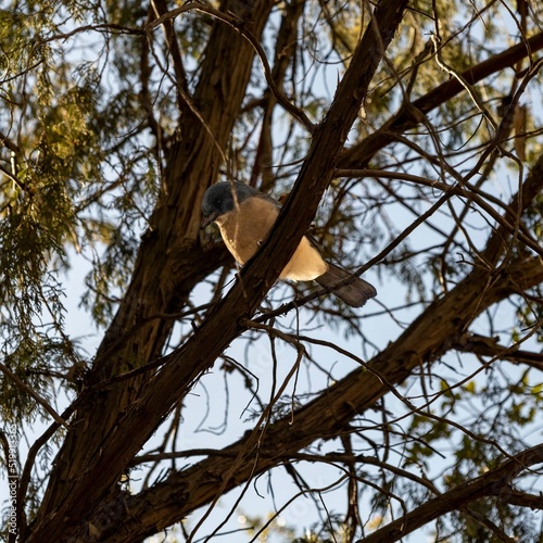 bird in tree
