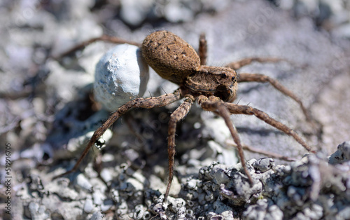 Canvas-taulu wolf spider