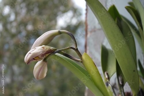 Process of growth and flowering of a Cattleya trianae orchid photo