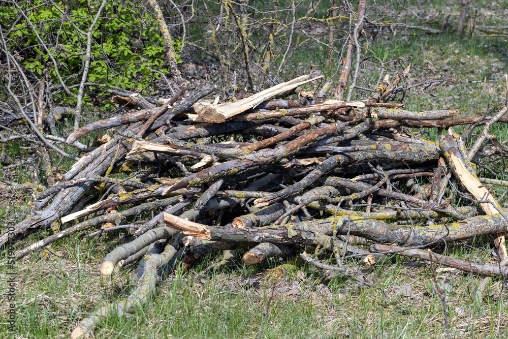stumps and branches left after logging in the forest stumps and branches left after logging in the forest