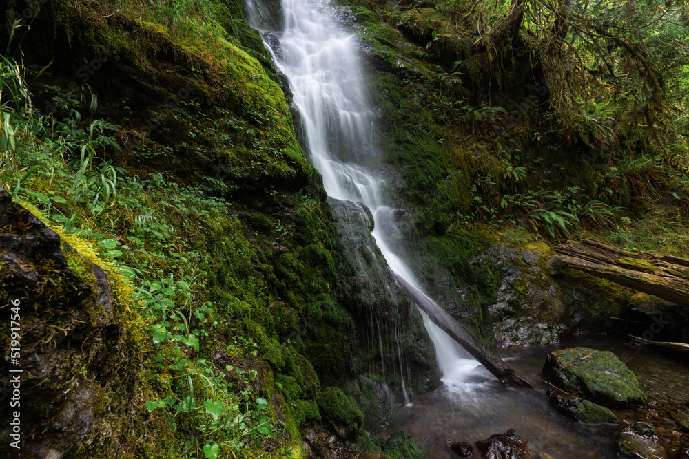 Waterfall in the Quinault Rainforest, Pacific Northwest Washington State Waterfall in the Quinault Rainforest, Pacific Northwest Washington State