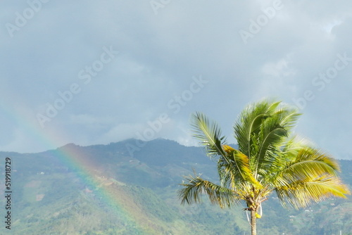 A rainbow next to a palm tree between mountains