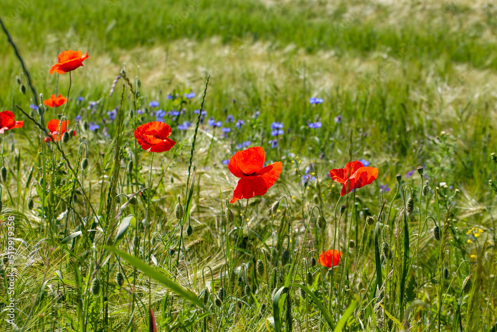 Obraz premium red poppies growing in an agricultural field with cereals