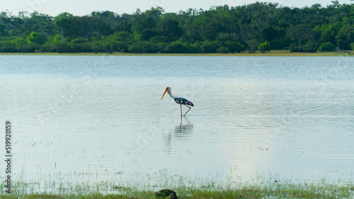 Herons in wetlands. Kumana National Park. Sri Lanka. photo