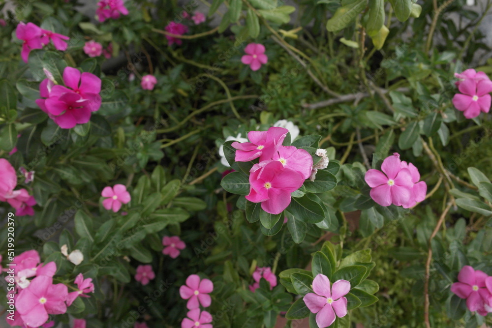 small pink flowers grouped on green background