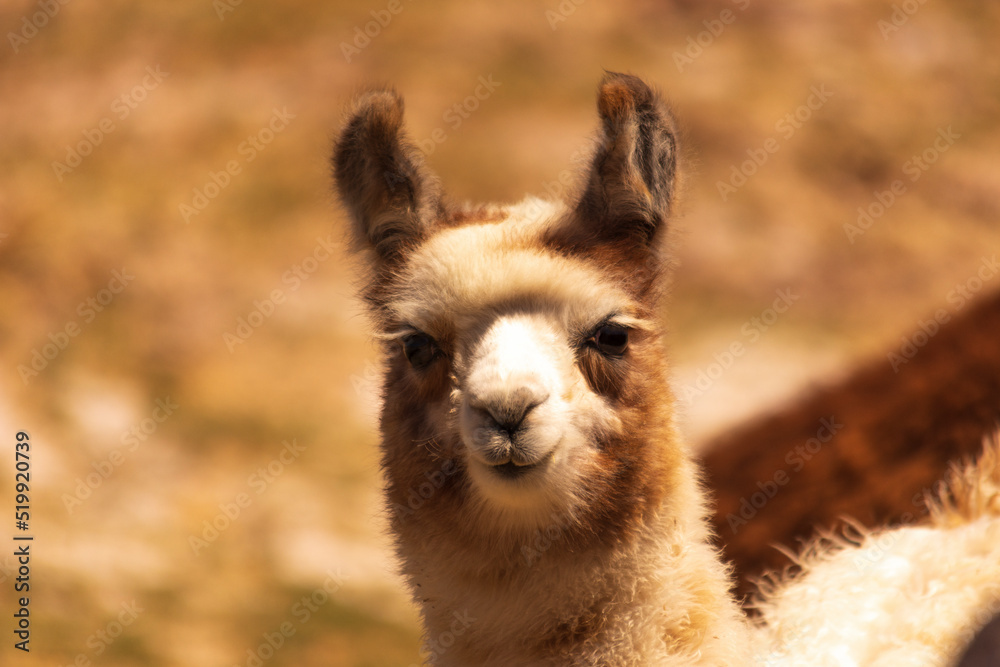 Obraz premium Llama