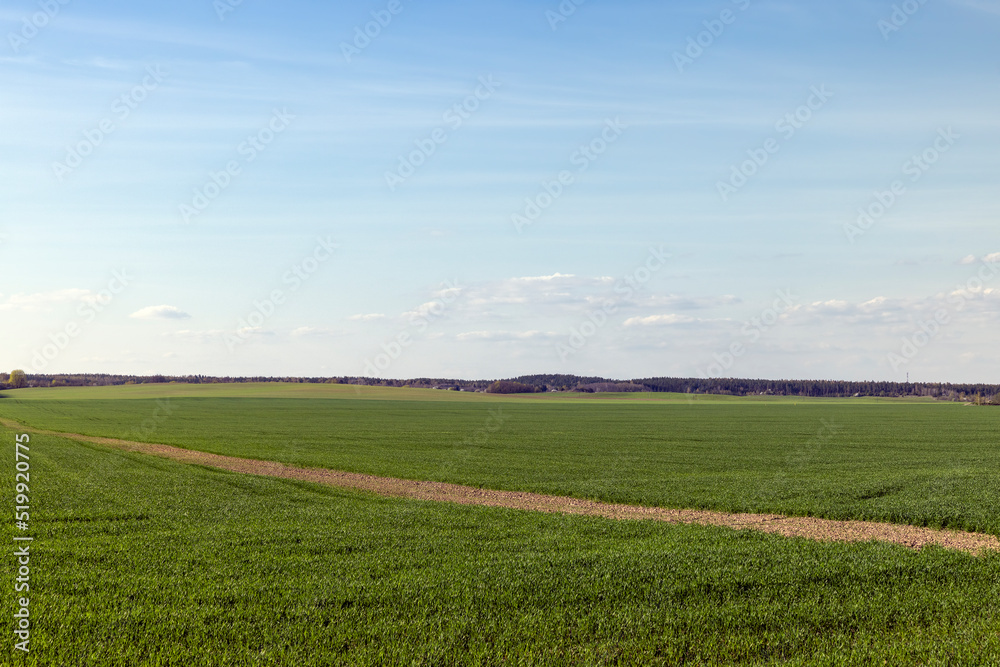 agricultural field where green unripe wheat grows agricultural field where green unripe wheat grows
