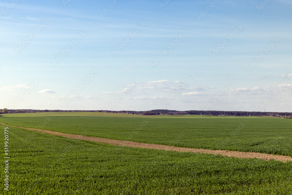 agricultural field where green unripe wheat grows