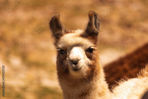 Llama