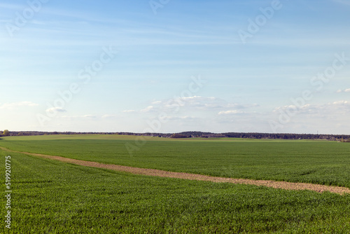 agricultural field where green unripe wheat grows