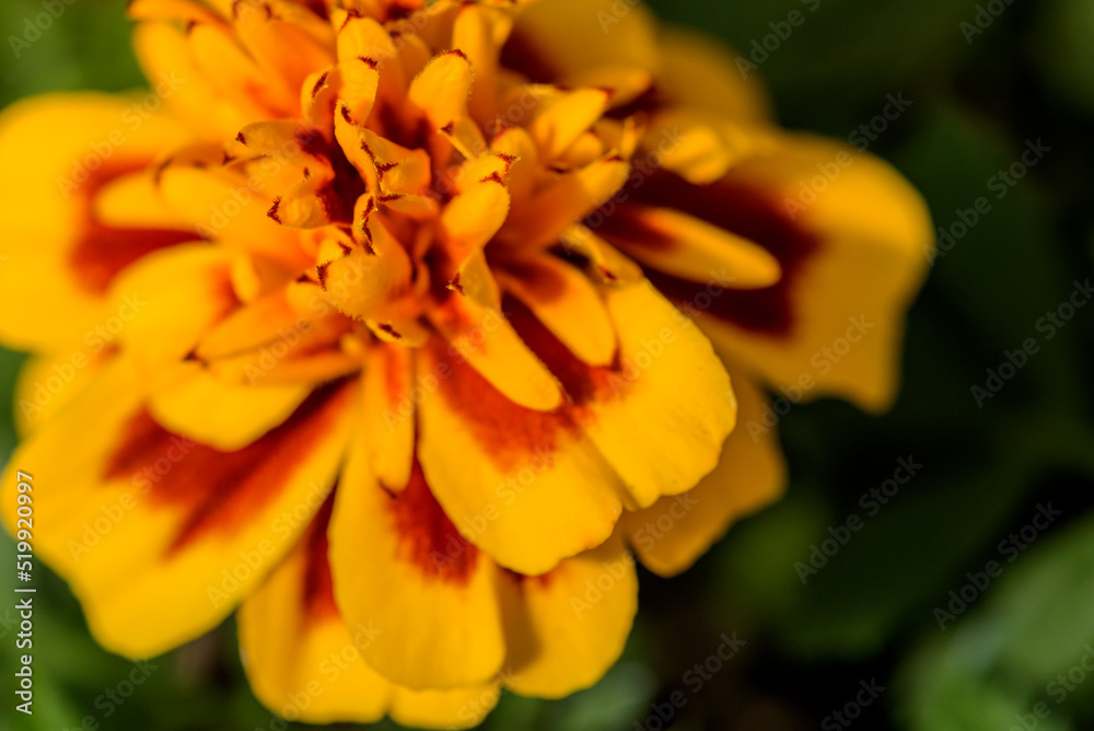 Fototapeta premium Closeup Yellow Marigold Flower