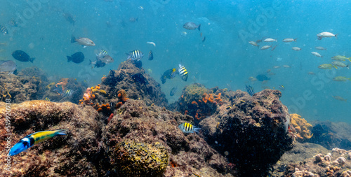 underwater view of coral reef with sea life
