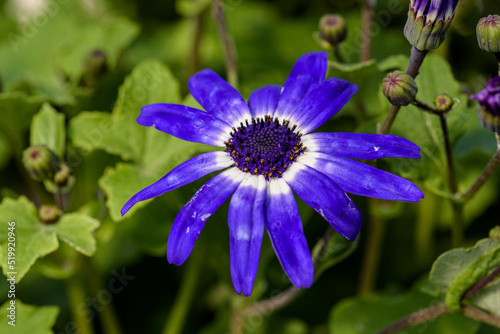 blue and white flower with green leaves