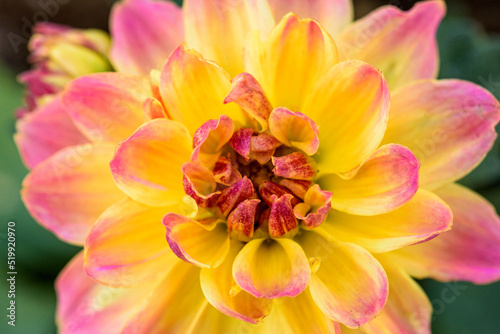 Pink and yellow flower bloom