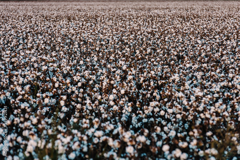 Missouri Cotton Field Ready for Harvest Missouri Cotton Field Ready for Harvest