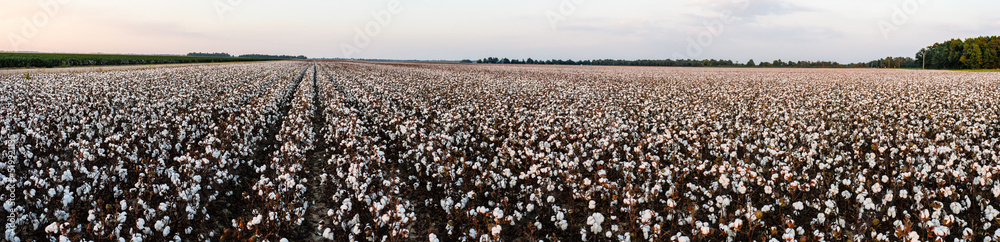 Missouri Cotton Field Ready for Harvest Missouri Cotton Field Ready for Harvest