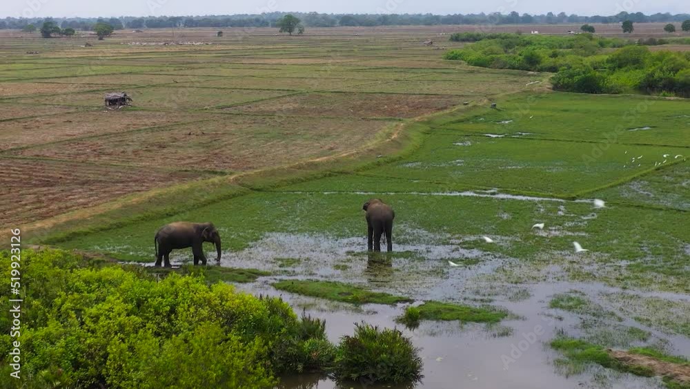 Elephants feed on grass in flooded grasslands. Arugam Bay Sri Lanka. Elephants feed on grass in flooded grasslands. Arugam Bay Sri Lanka.