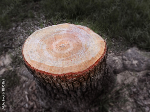 伐採された大木の断面