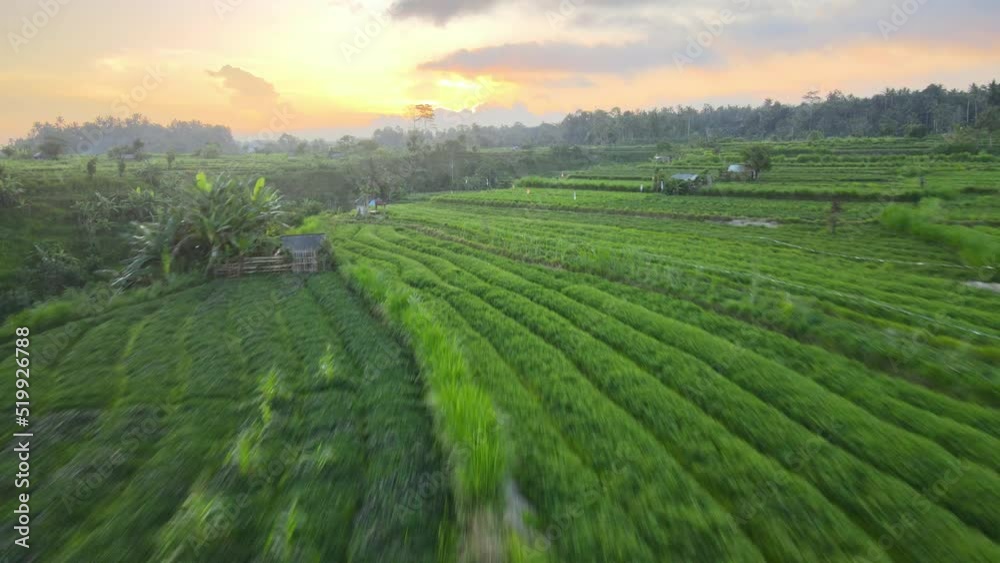Drone view flying low over rice fields on agricultural land with green rice fields at sunset in Bali. Drone view flying low over rice fields on agricultural land with green rice fields at sunset in Bali.