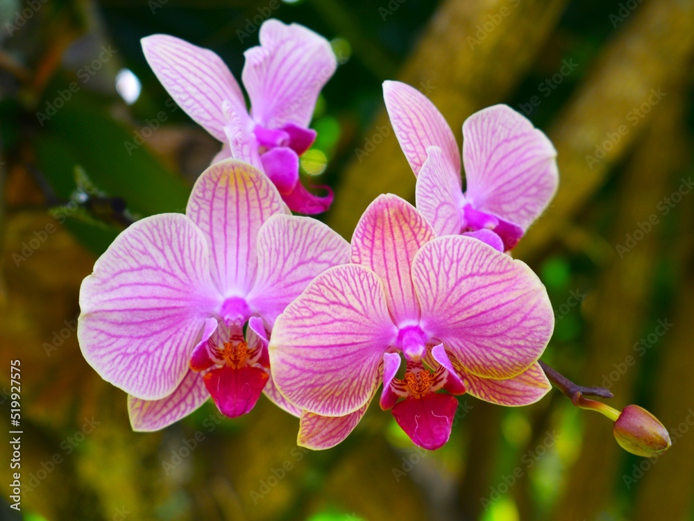 Pink Orchid Pink Orchid