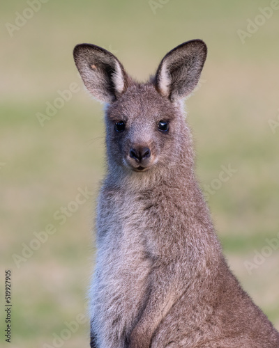 Juvenile eastern grey kangaroo (Macropus giganteus) in the wild, Kangaroo valley, New South Wales