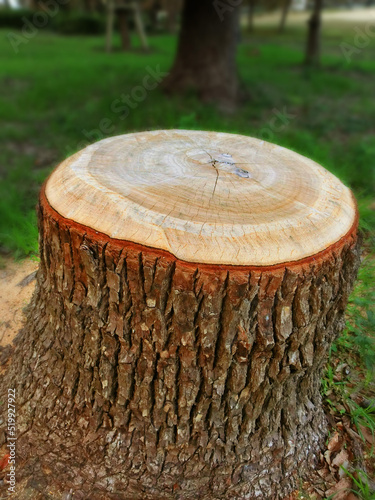 伐採された大木の断面