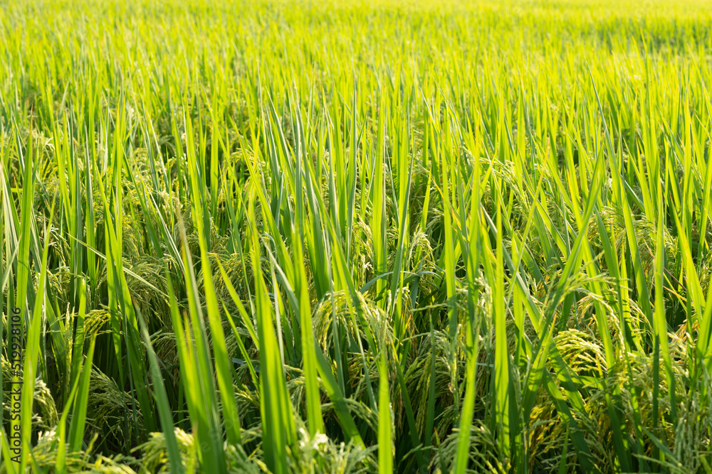 fresh green paddy on the field in the morning horizontal composition fresh green paddy on the field in the morning horizontal composition
