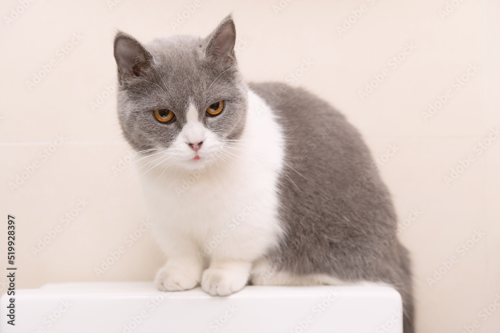 a cute british shorthair cat sitting on top of a water tank of a commode