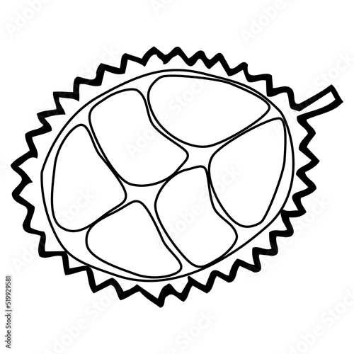 durian fruit split line vector illustration