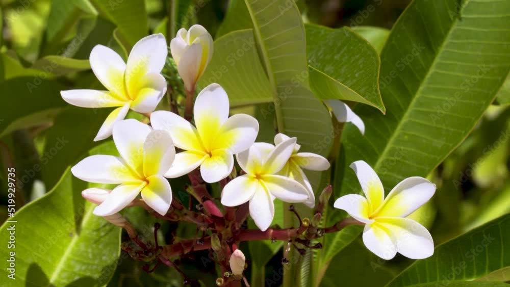 a beautiful bouquet of white frangipani flowers in the wild a beautiful bouquet of white frangipani flowers in the wild