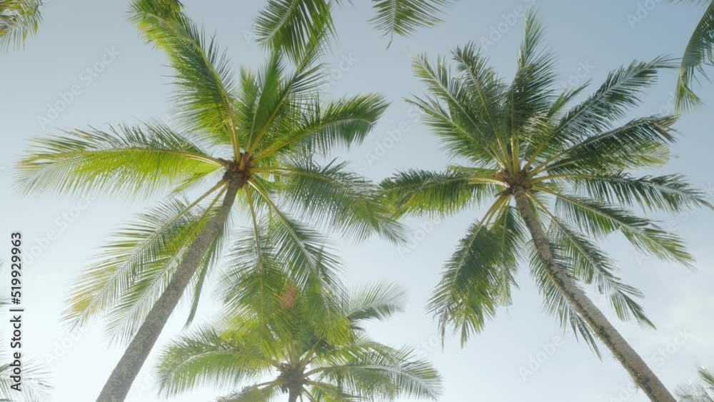beach with coconut tree in resort in thailand with sunny summer weather blue sky beach with coconut tree in resort in thailand with sunny summer weather blue sky