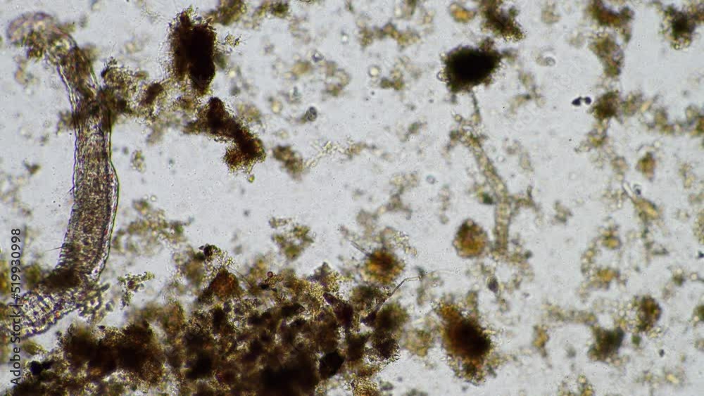 microorganisms and soil biology, with nematodes and fungi under the microscope.