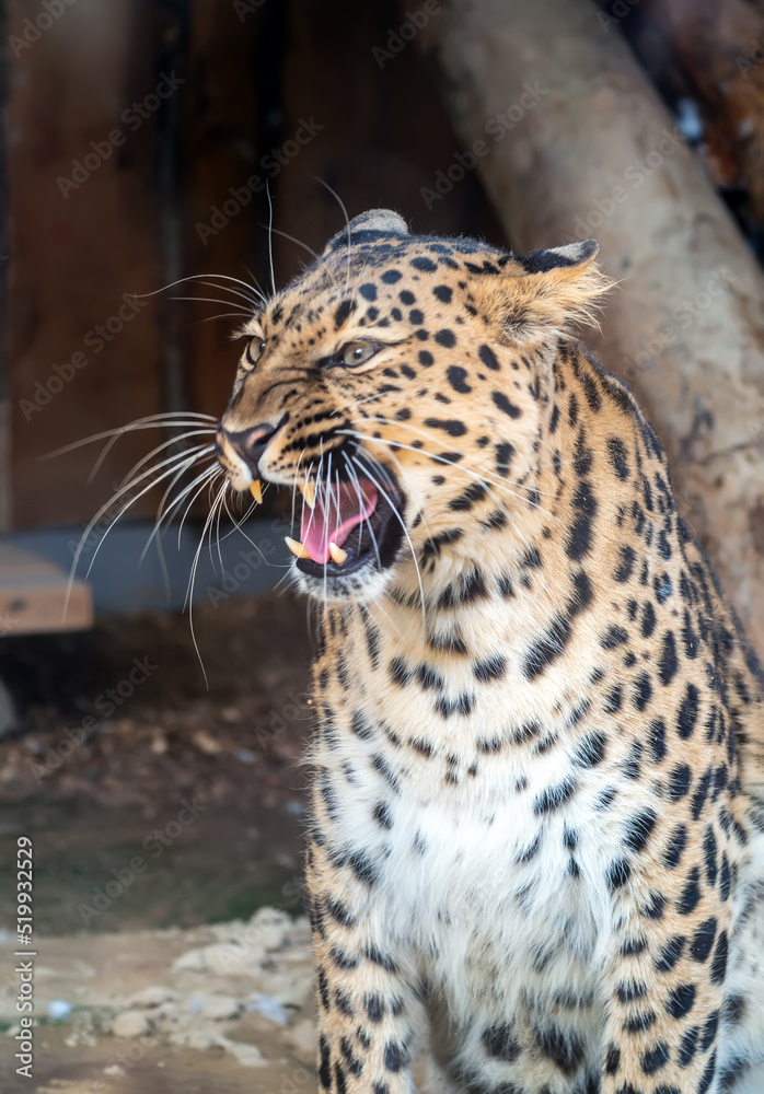 Fototapeta premium The leopard female is growling. Portrait, close-up.